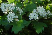 Torminalis glaberrima