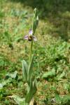 Ophrys apifera