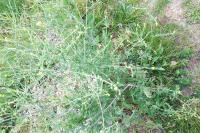Sisymbrium officinale
