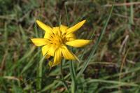 Tragopogon pratensis