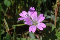 Geranium molle