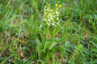 Platanthera chlorantha