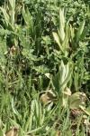 Himantoglossum hircinum