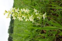 Platanthera chlorantha