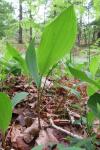 Convallaria majalis