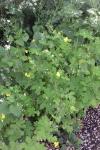 Chelidonium majus