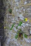 Chelidonium majus