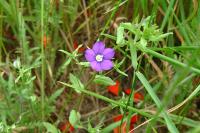 Legousia speculum-veneris