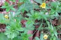 Potentilla erecta