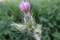 Carduus tenuiflorus