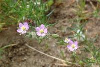 Spergularia rubra