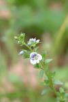 Veronica serpyllifolia