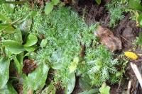 Hottonia palustris