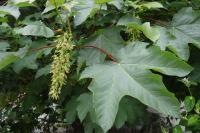 Acer pseudoplatanus
