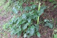 Arum italicum