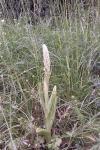 Himantoglossum hircinum