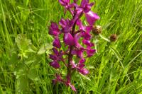Anacamptis laxiflora