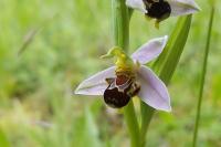 Ophrys apifera