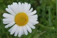 Leucanthemum vulgare
