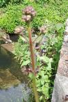 Scrophularia auriculata