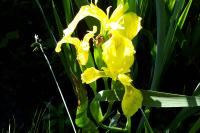 Iris pseudacorus