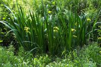 Iris pseudacorus