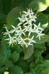 Cornus sanguinea