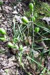 Hyacinthoides non-scripta