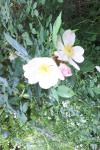 Rosa canina