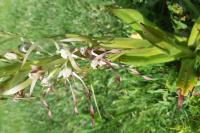 Himantoglossum hircinum