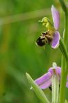 Ophrys apifera