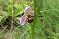 Ophrys apifera
