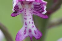 Orchis militaris