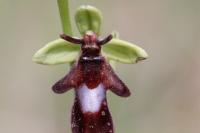Ophrys insectifera