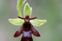 Ophrys insectifera