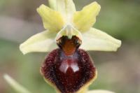 Ophrys aranifera