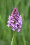 Anacamptis pyramidalis