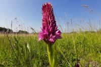 Anacamptis pyramidalis