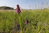 Anacamptis pyramidalis