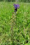 Muscari comosum
