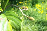 Alnus glutinosa