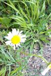 Leucanthemum vulgare
