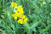 Lathyrus pratensis