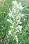 Himantoglossum hircinum