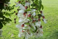 Robinia pseudoacacia