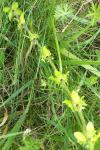 Cruciata laevipes