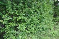 Crataegus germanica
