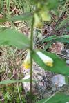 Melampyrum pratense