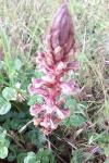 Orobanche minor