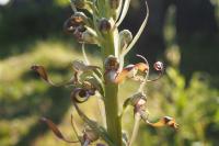 Himantoglossum hircinum